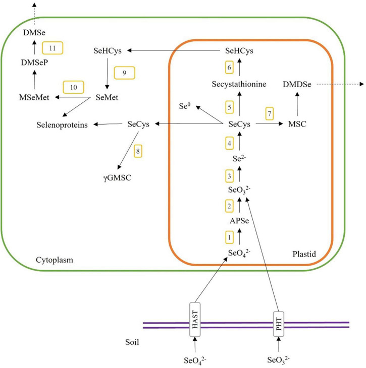 FIGURE 2