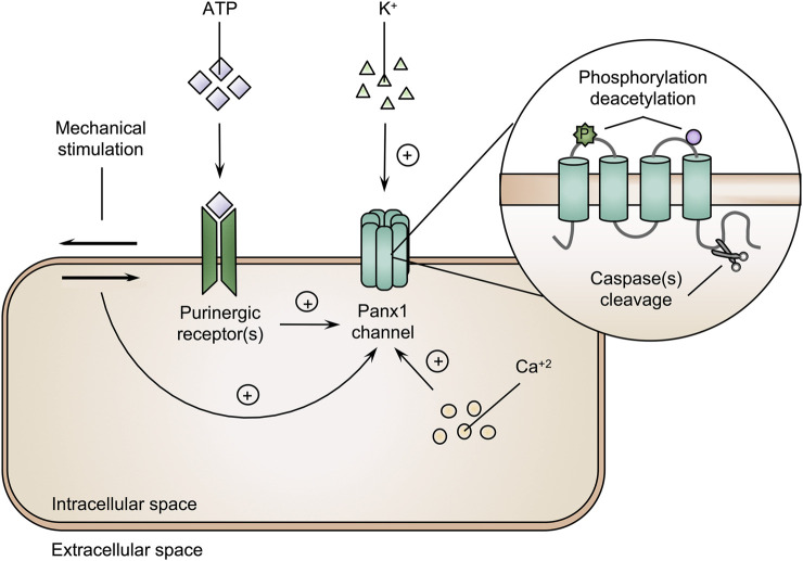 FIGURE 2