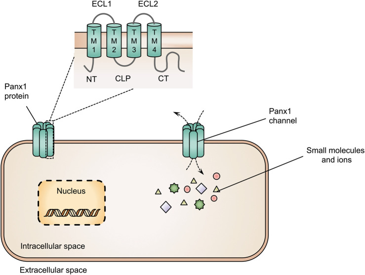 FIGURE 1