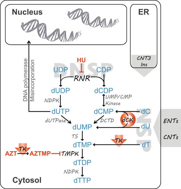 Fig. 7