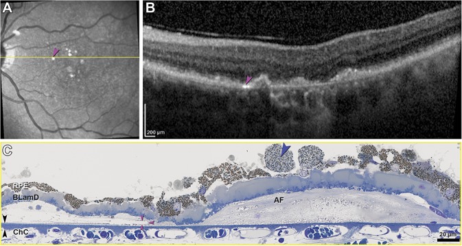 Fig. 7.