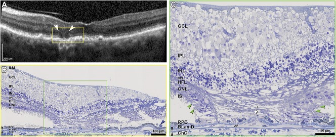 Fig. 8.