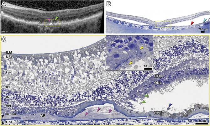 Fig. 9.