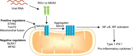 Fig. 2.