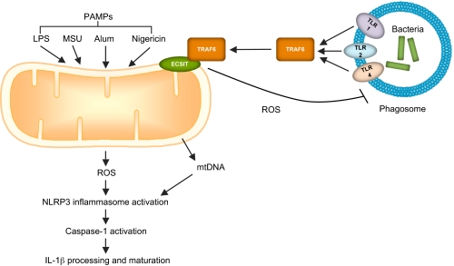 Fig. 3.