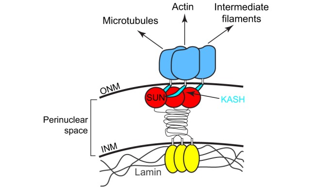 Box 1. SUN and KASH proteins span the nuclear envelope, and form the LINC complex