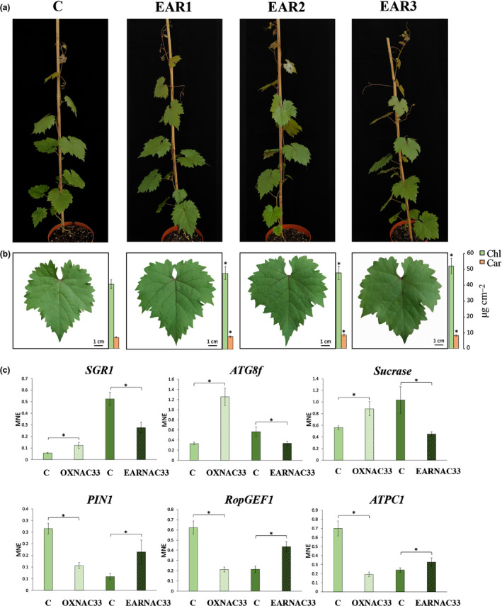 Fig. 8