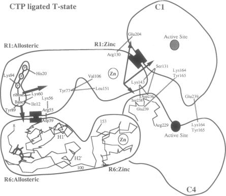 graphic file with name pnas01086-0092-a.jpg