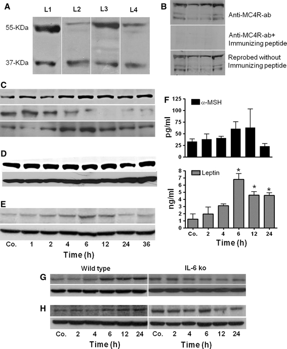 Fig. 6