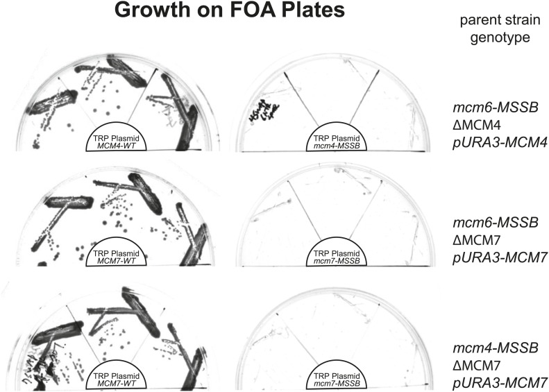 Figure 5—figure supplement 1.