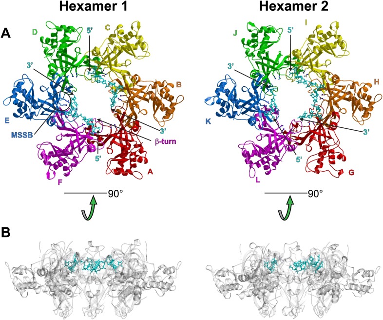 Figure 1—figure supplement 1.