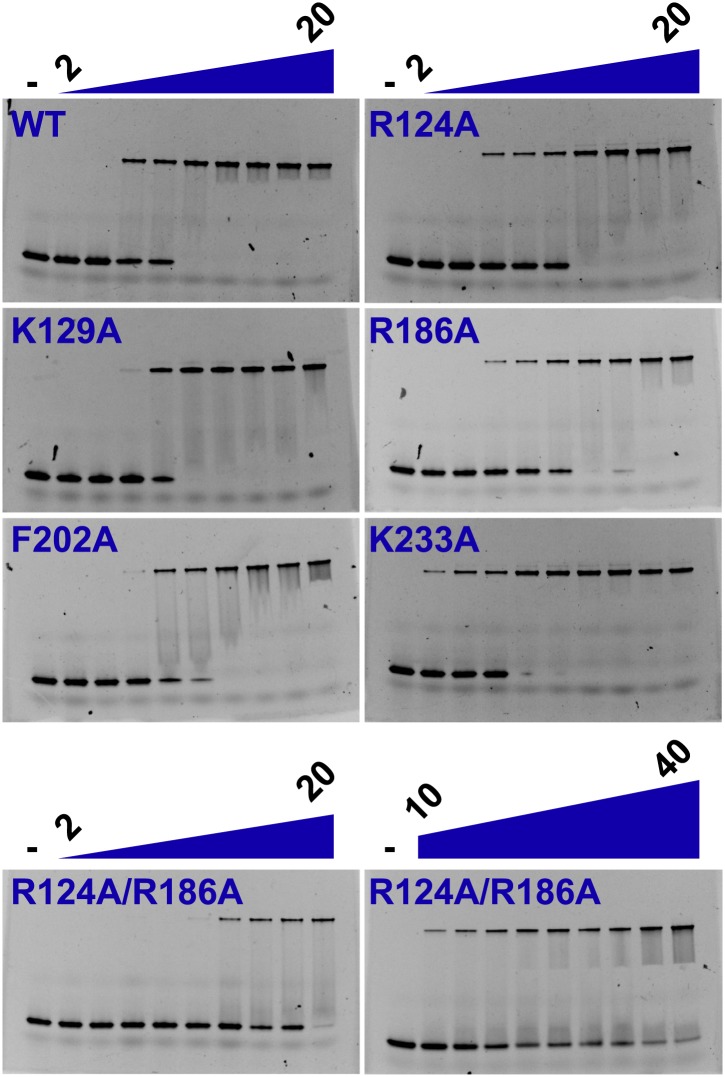 Figure 4—figure supplement 1.