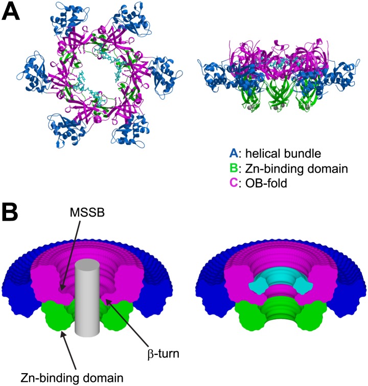 Figure 1—figure supplement 3.