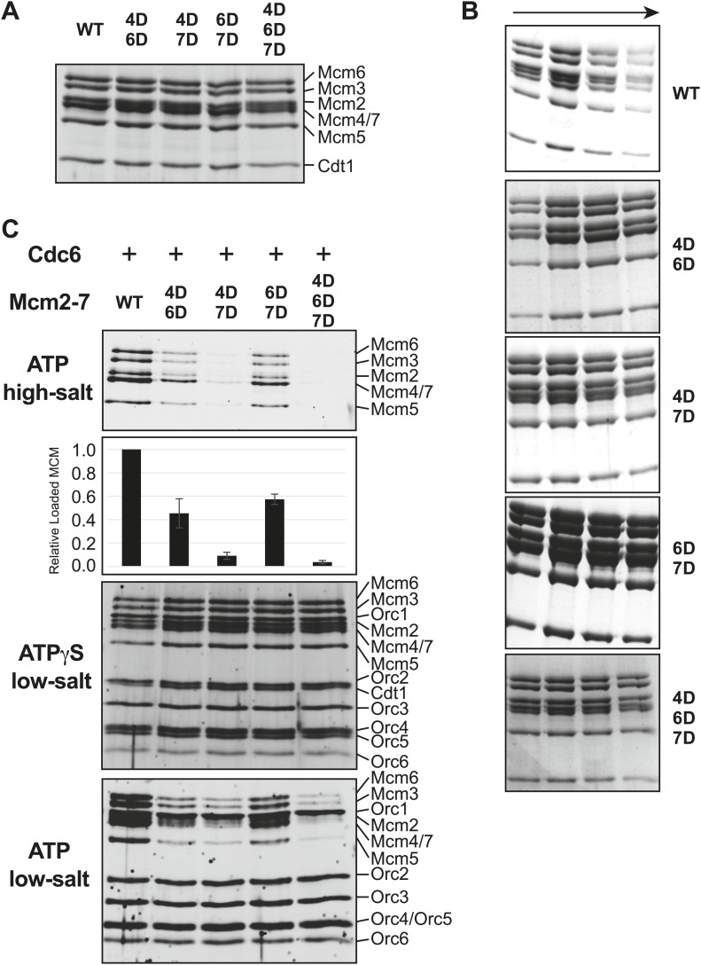 Figure 5—figure supplement 2.