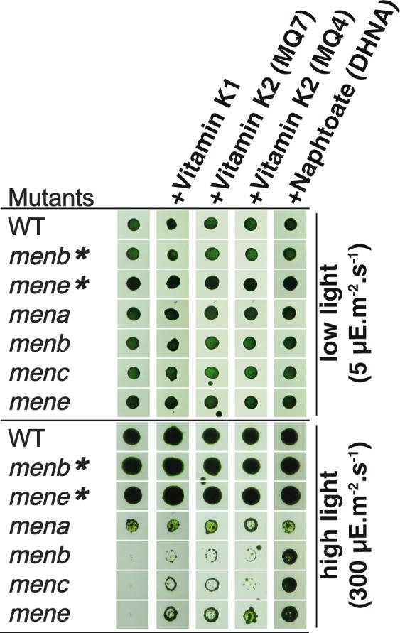 Figure 6