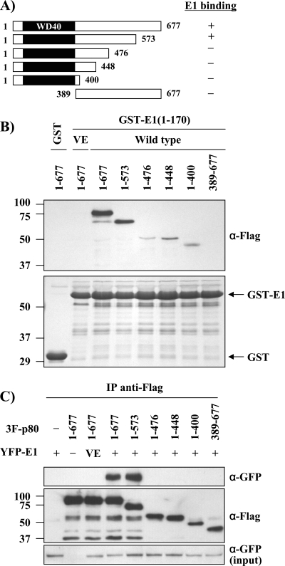 Fig 11