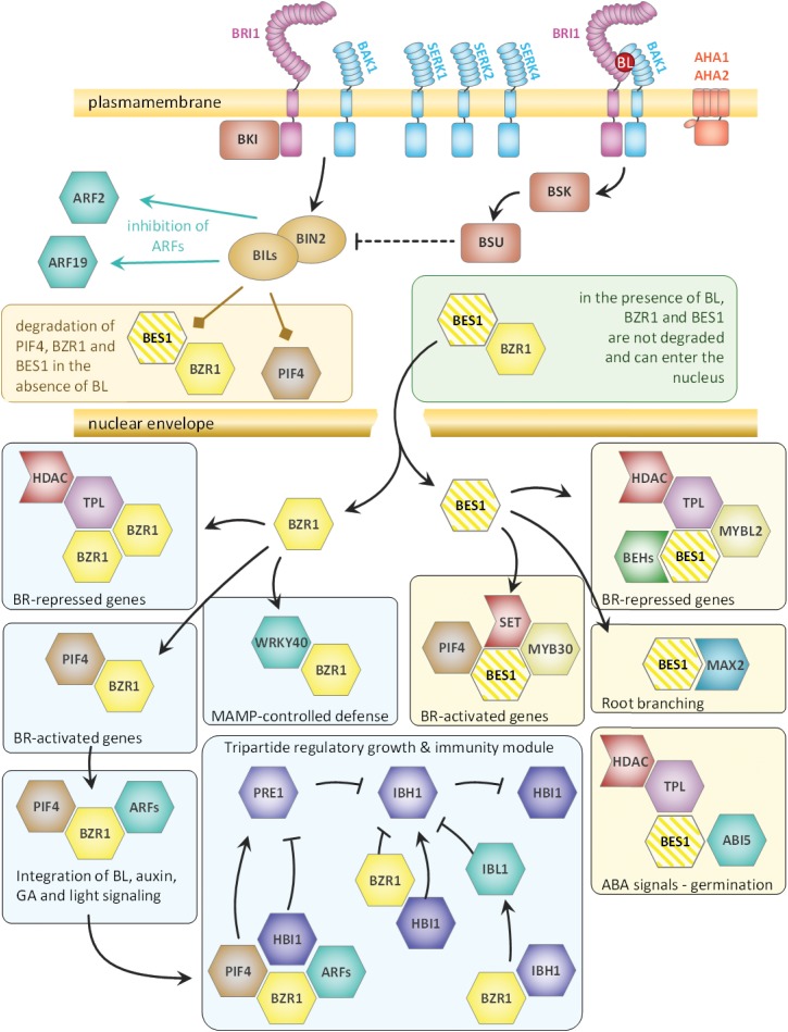 FIGURE 11