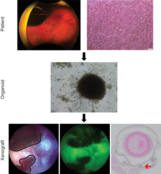 Figure 4.