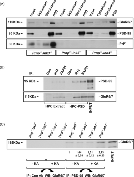 FIGURE 6: