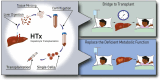 Graphical Abstract