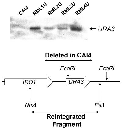 FIG. 1.