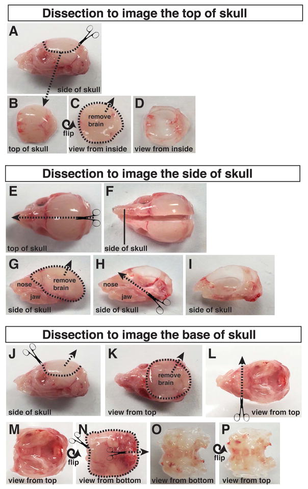 Figure 9