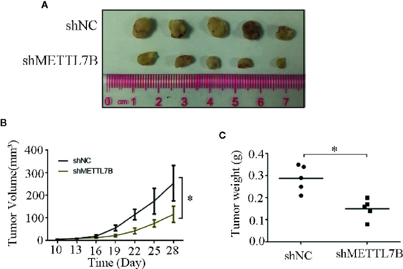 Figure 7