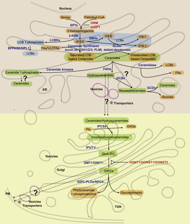 Figure 2