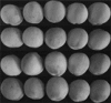 graphic file with name 13197_2019_4232_Figa_HTML.gif