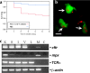 FIG. 1.