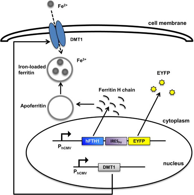 Figure 9