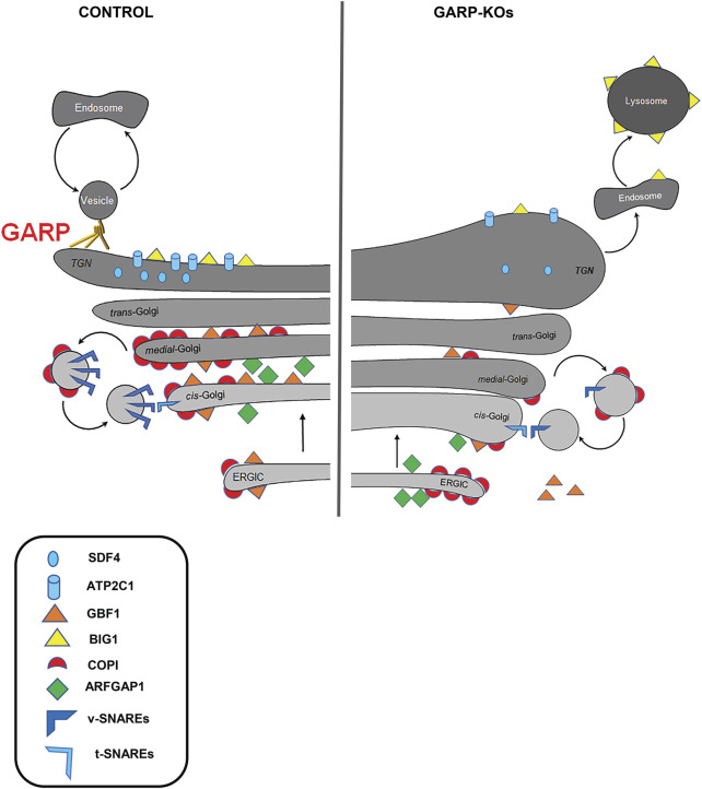 FIGURE 12