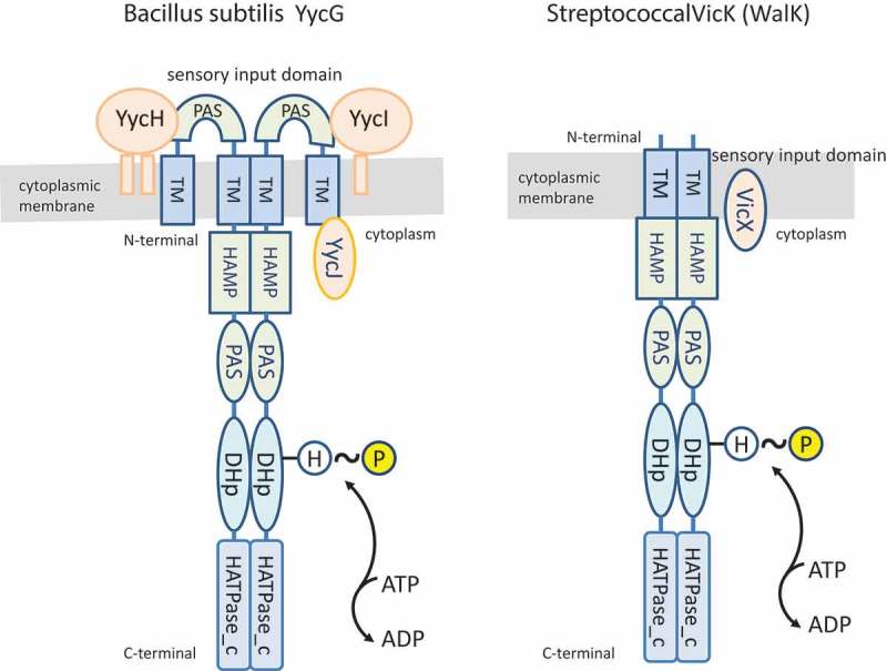 Figure 2.