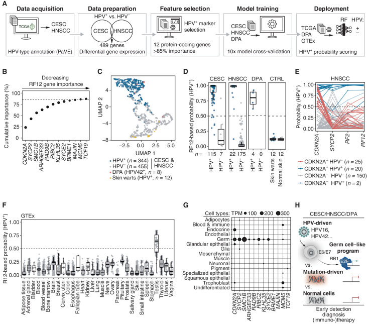 Figure 3. Oncogenic HPVs induce a germ cell–like transcriptional program conserved throughout HPV-driven cancers. A, Overview of the RF feature selection and machine learning procedure to identify a transcriptional fingerprint of HPV-driven oncogenesis. CESC and HNSCC expression data were annotated with HPV status (data acquisition), commonly differentially expressed genes between HPV+ and HPV− identified (data preparation), and 12 protein-coding signature genes (RF12) were identified (feature selection). Four different machine learning models were trained with RF12 on a subset of DPA, CESC, and HNSCC samples (model training), and the model with the best hyperparameters was evaluated using the withheld sample subset and deployed to GTEx, skin warts, or normal skin (deployment). B, Contribution of RF12 signature genes to cumulative feature importance (%) to discriminate between HPV+ and HPV− tumor samples. C, UMAP dimensionality reduction of RF12 expression in DPA, CESC, HNSCC, and skin warts. D, HPV+ probability scores were calculated by RF12 for CESC, HNSCC, DPA, skin warts, and normal skin. For CESC, HNSCC, and DPA, the test set samples are displayed. E, HPV+ probability scores for HNSCC calculated for CDKN2A and SYCP2 alone, the combination of CDKN2A and SYCP2 (RF2), and RF12. F, HPV+ probability scores were calculated by RF12 for 31 normal tissues obtained from the GTEx database. G, Expression levels of RF12 genes in 15 cell types obtained from Human Protein Atlas. H, Schematic model of the germ cell–like program in HPV-driven cancer.