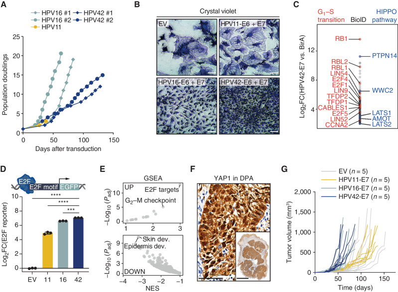 Figure 2. HPV42 induces transformation in vitro and tumor growth in vivo. A, Growth curves of HPKs transduced with the full genome of HPV11 (low-risk), HPV16 (high-risk), and HPV42. B, CV staining of MEF cells at day 14 after transduction. Scale bar, 100 μm. C, HPV42-E7 protein interaction partners identified in BioID proximity-labeling experiment. Pathway members of GO-term G1–S transition (red) and HIPPO pathway (blue) are labeled. D, E2F reporter assay in U2OS cells transduced with E7 proteins of HPV11, 16, or 42. ***, P < 0.001; ****, P < 0.0001 (one-way ANOVA, Tukey multiple comparisons test). E, (Top) GSEA of MSigDB hallmark gene set and (bottom) MSigDB curated gene set comparing HPV42-E7 vs. empty vector (EV) transduced HPK cells. NES, normalized enrichment score. F, IHC for YAP1 in a DPA tumor. Scale bar, main: 50 μm; inset: 3 mm. G, Individual tumor growth of EV, or E7 of HPV11-, HPV16-, or HPV42-transduced HaCaT cells in NSG mice. Each group consists of 5 mice, i.e., 10 tumors.