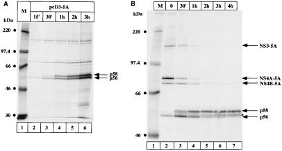 FIG. 3