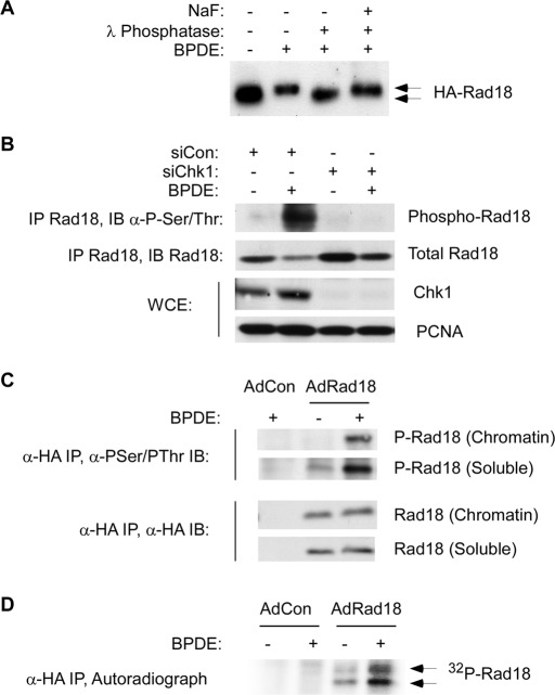 FIGURE 1: