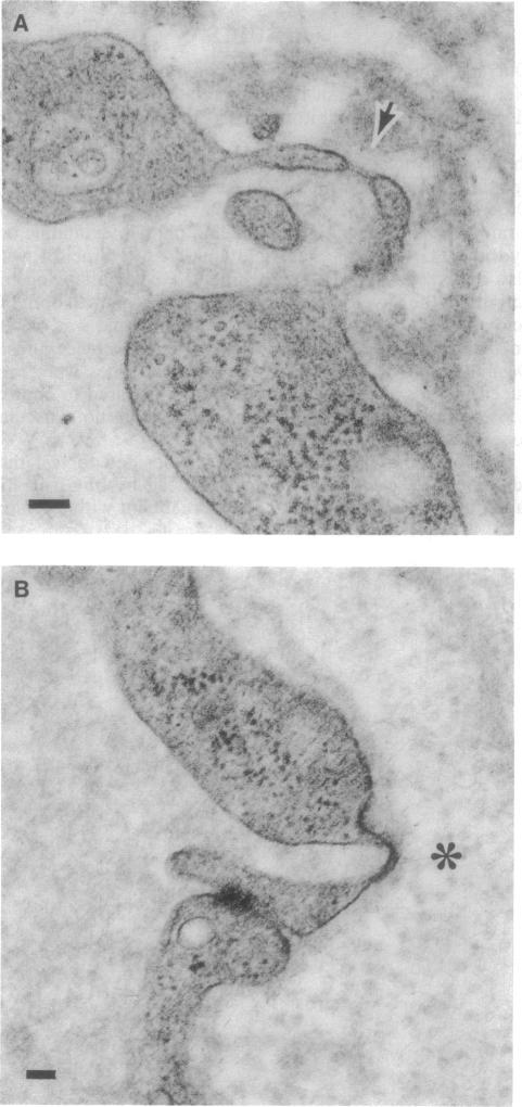 graphic file with name pnas01131-0616-a.jpg