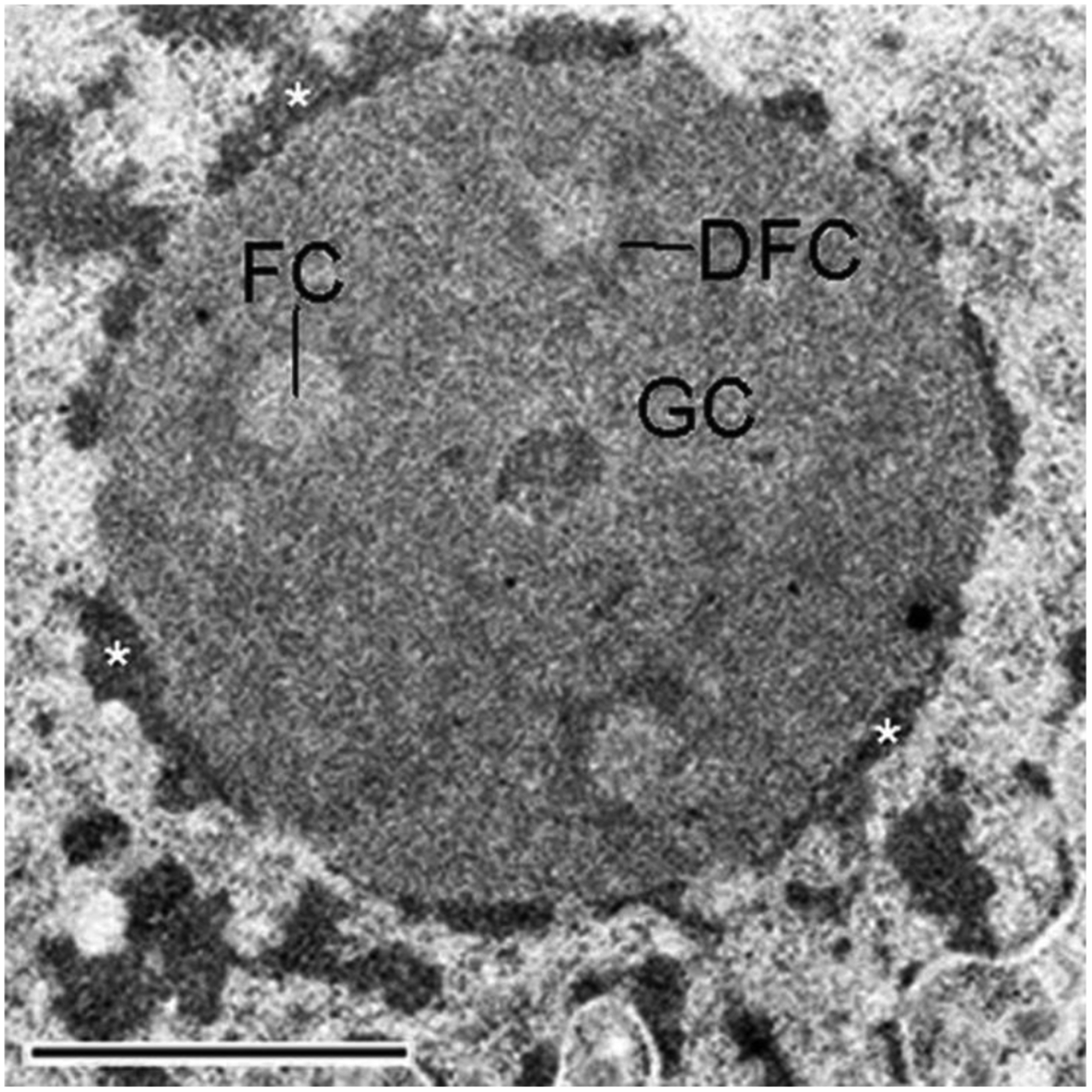 Figure 2: