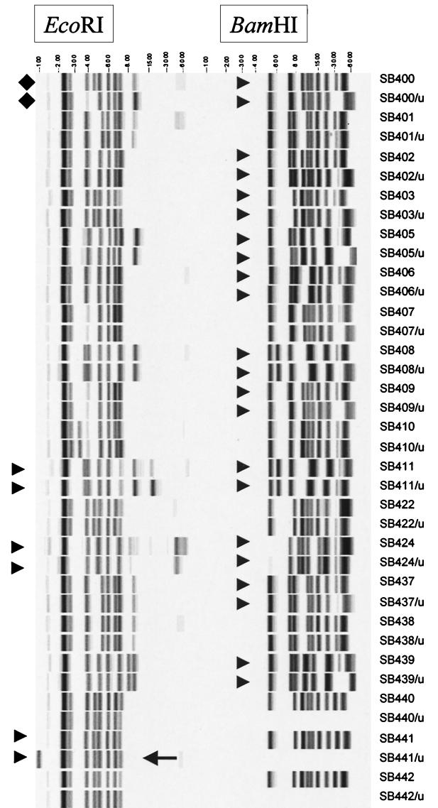 FIG.1.