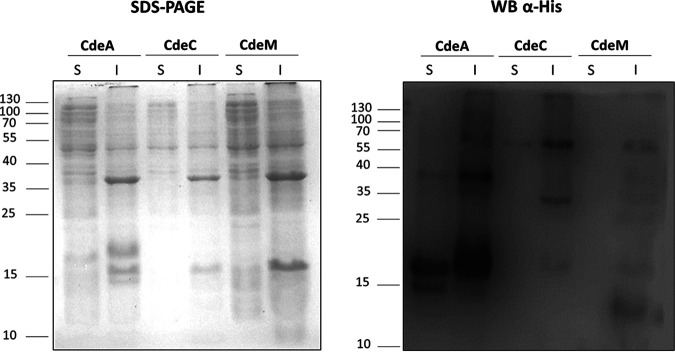 FIG 1