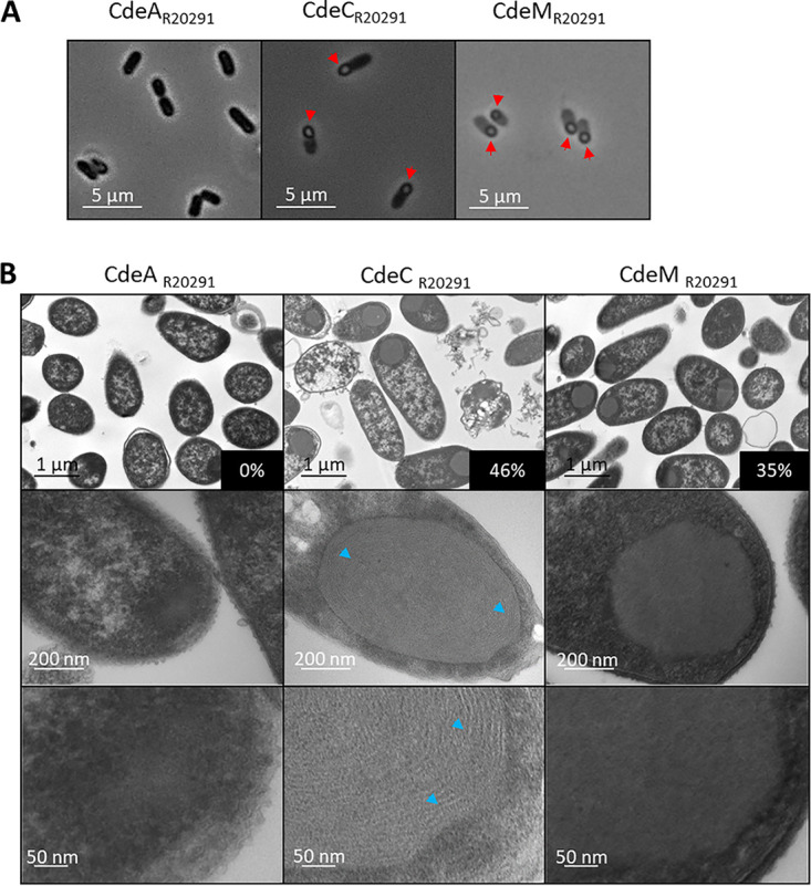 FIG 2