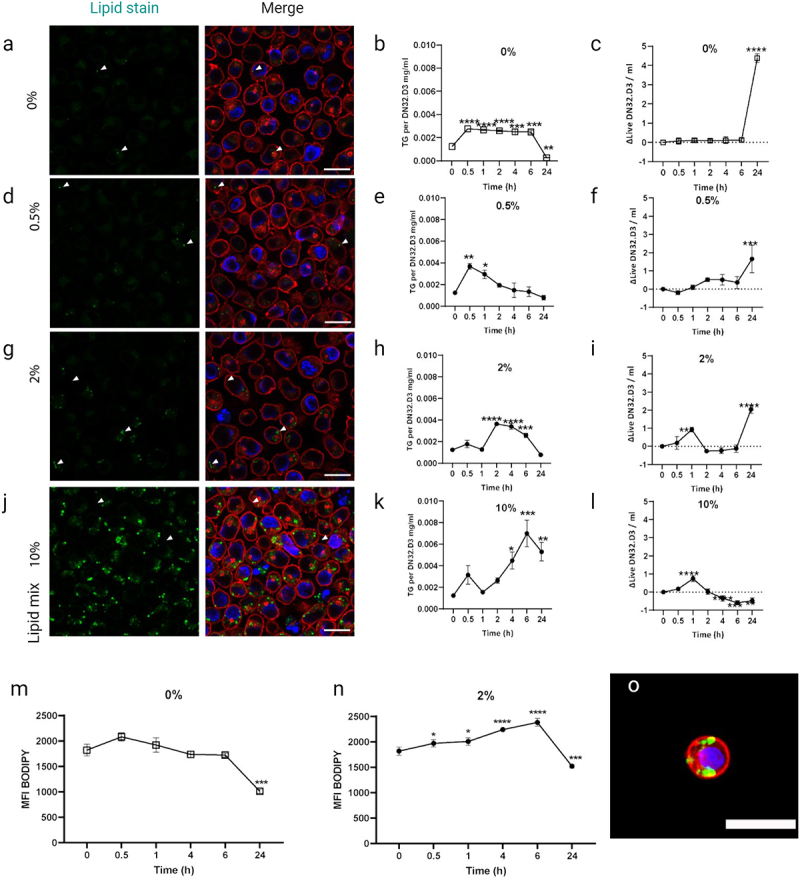 Fluorescence microscopy images and graphs showing the effects of different lipid concentrations on cells over time. Panels a, d, g and j display lipid staining at 0%, 0.5%, 2% and 10% lipid concentrations, respectively, with merged images highlighting lipid accumulation. Panels b, e, h and k show triglyceride (TG) levels per DNA at these concentrations over time, and panels c, f, i and l depict changes in population over time. Panels m and n represent fluorescence intensity of BODIPY-stained lipids at 0% and 2% lipid concentrations, while panel o shows lipid droplets in an iNKT cell.