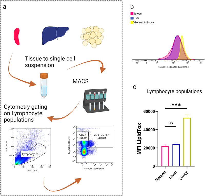 Diagram illustrating the process of converting tissue to a single-cell suspension using MACS, followed by flow cytometry analysis of lymphocyte populations from spleen, liver and visceral adipose tissue. Includes a flow cytometry plot and a comparison graph of MFI LipidTox levels.