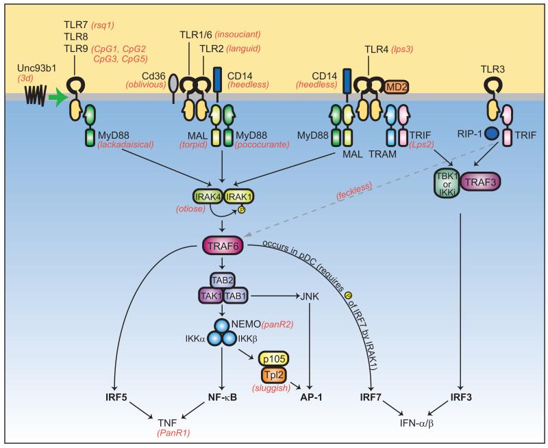 Fig. 3