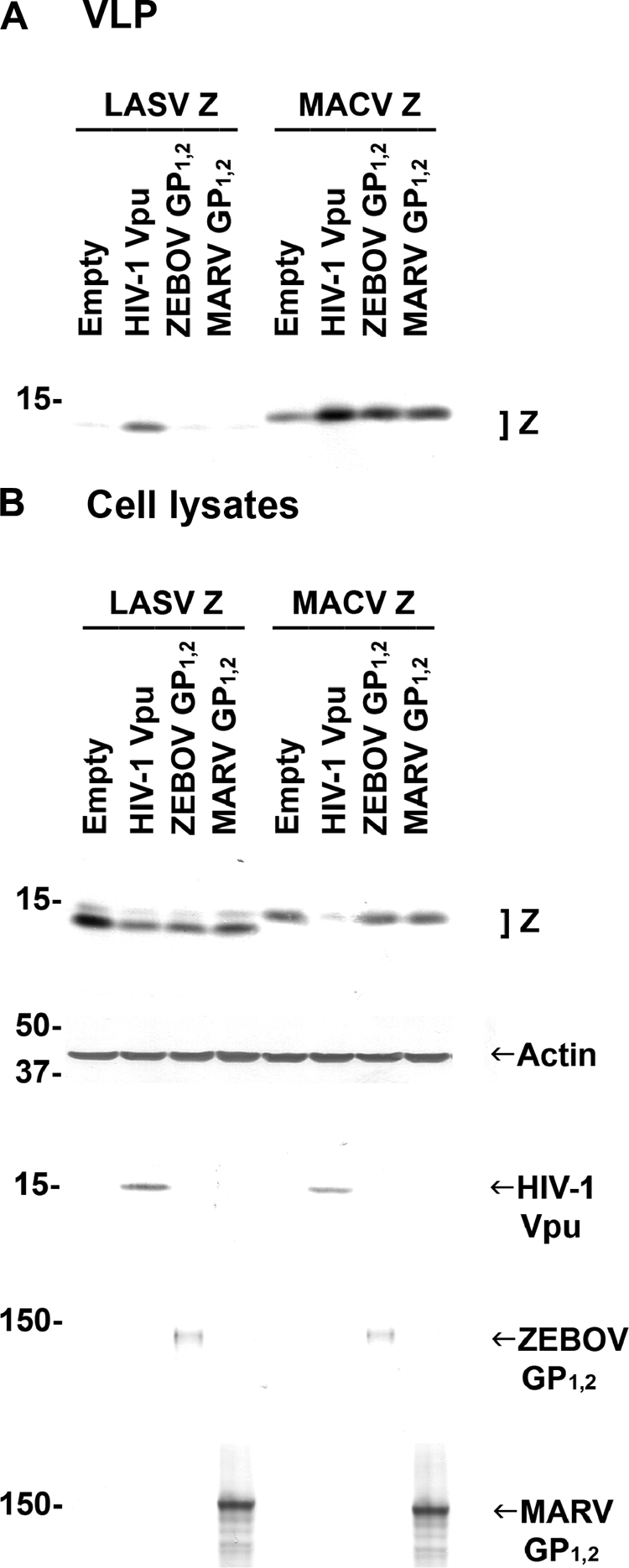 FIG. 5.