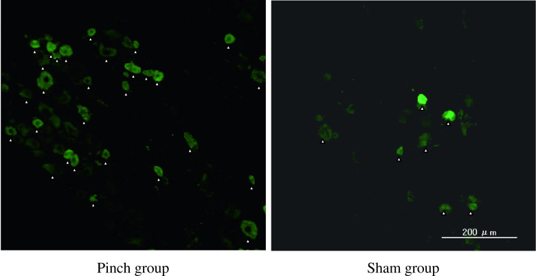 Fig. 3