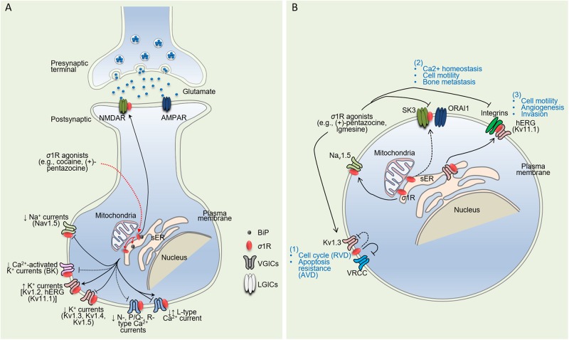 FIGURE 1