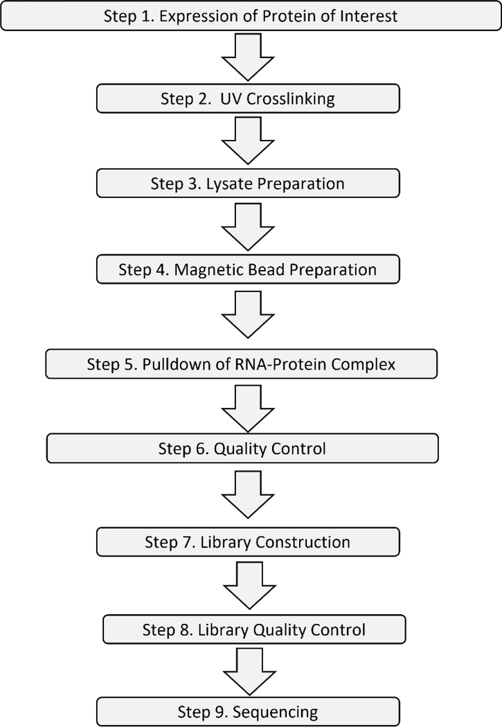 CLIP-Seq to identify targets and interactions of RNA binding proteins ...