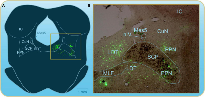 FIGURE 2